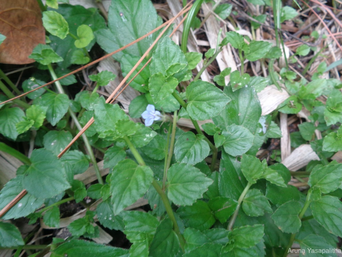 Lobelia zeylanica L.